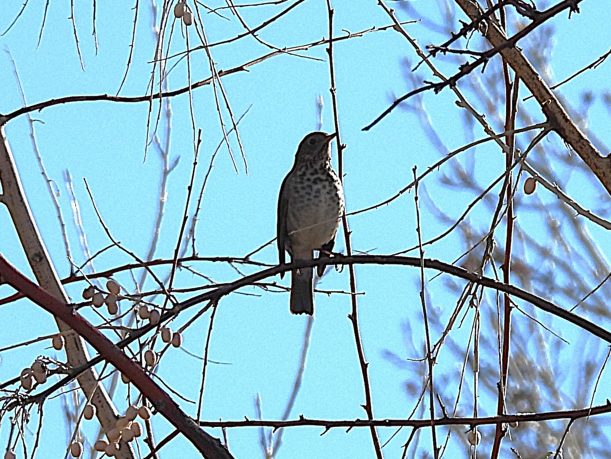 Einsiedler-Musendrossel - ML647872683