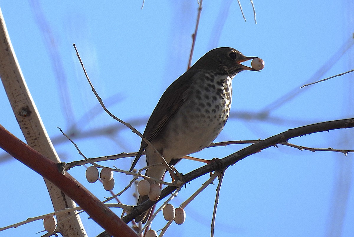 Einsiedler-Musendrossel - ML647872684