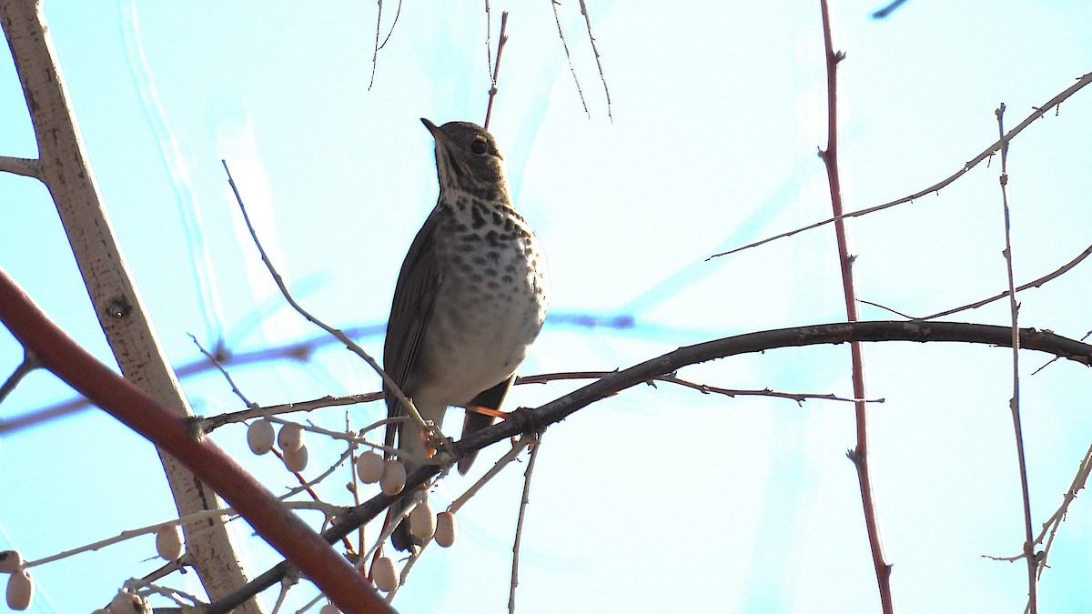 Einsiedler-Musendrossel - ML647872685