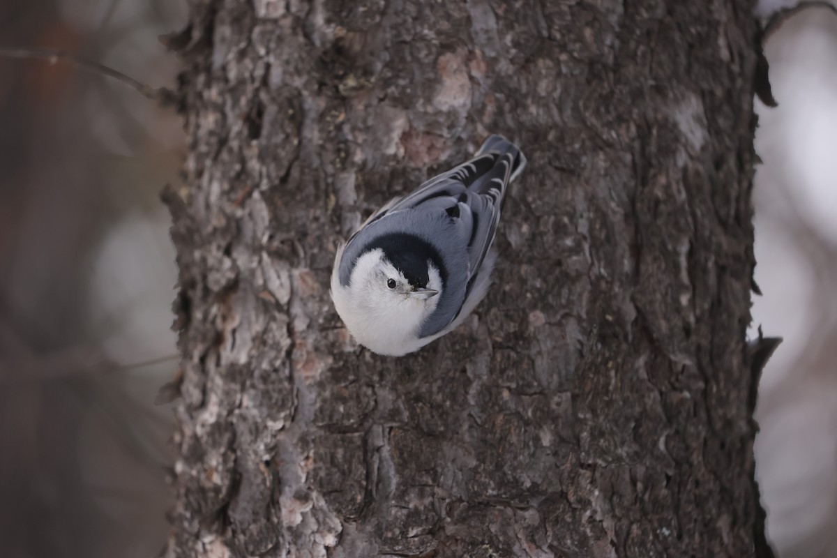 White-breasted Nuthatch - ML647872699