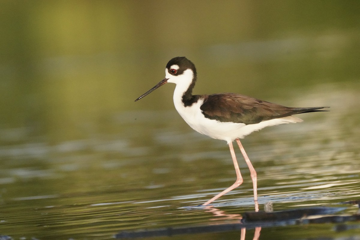 Échasse d'Amérique - ML647872708