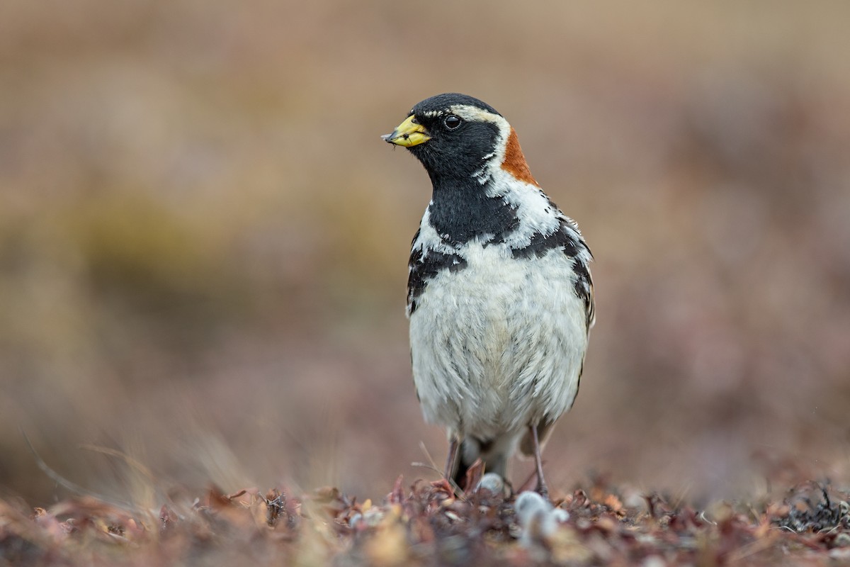 Lapland Longspur - ML64787271