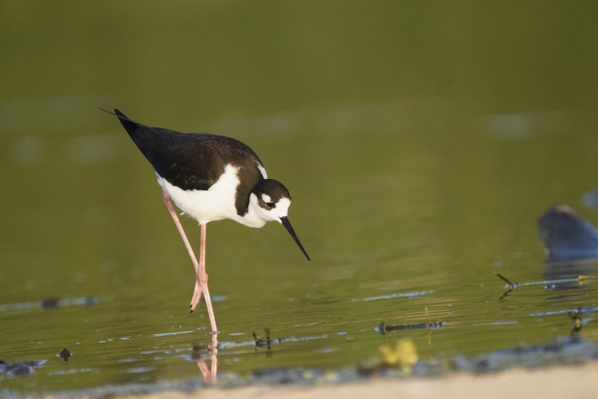 Échasse d'Amérique - ML647872710