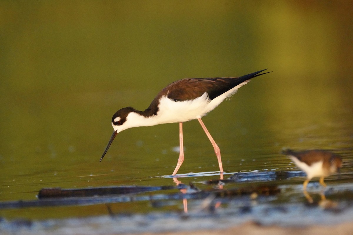 Échasse d'Amérique - ML647872711