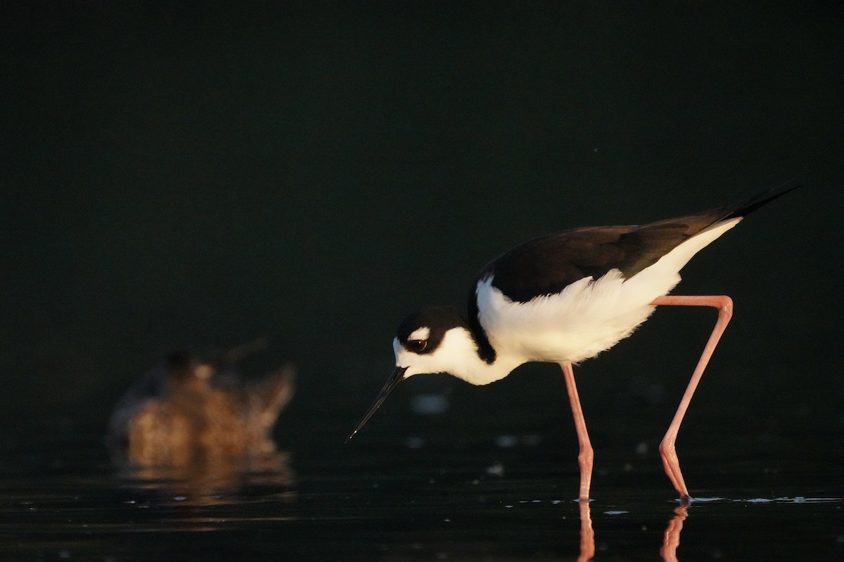 Échasse d'Amérique - ML647872712