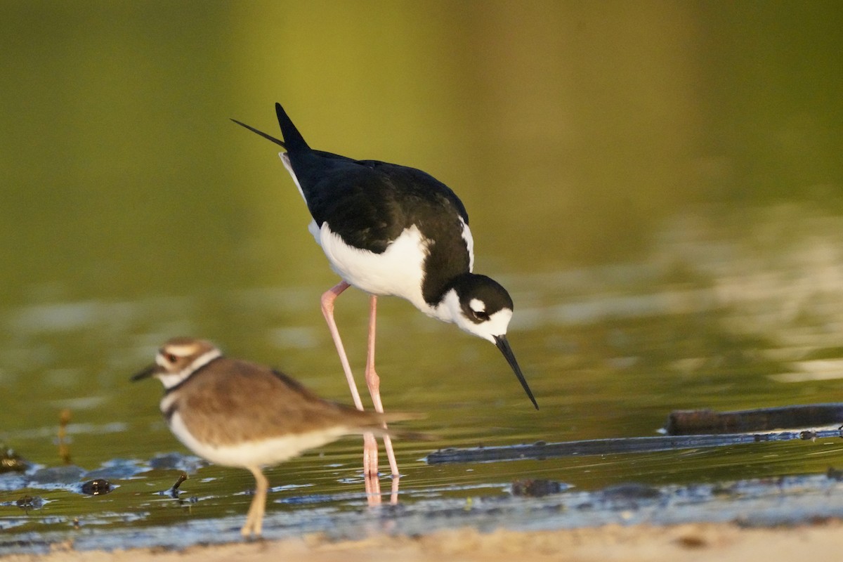 Échasse d'Amérique - ML647872713