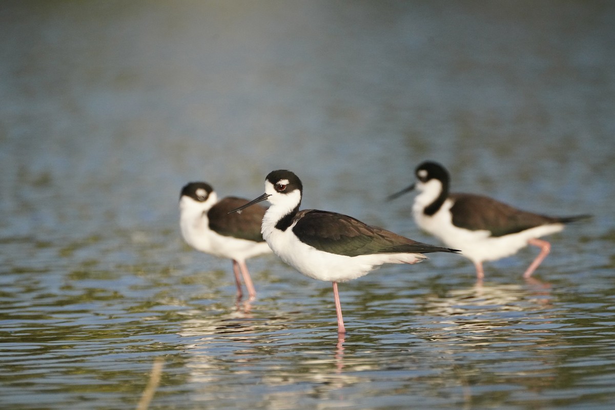 Échasse d'Amérique - ML647872714