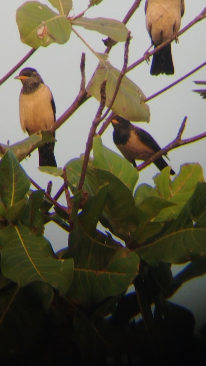 Hirondelle rustique - ML647872727