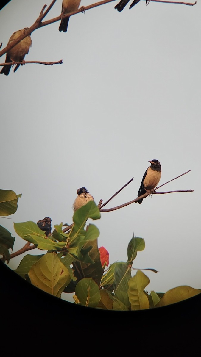 Hirondelle rustique - ML647872728