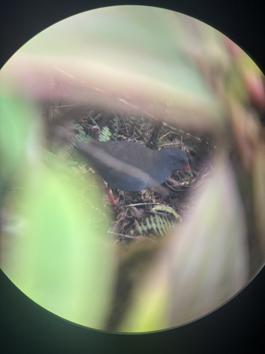 Râle à bec peint - ML647872730