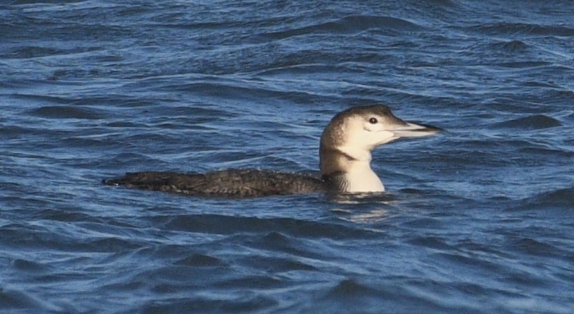 Plongeon huard - ML647872732