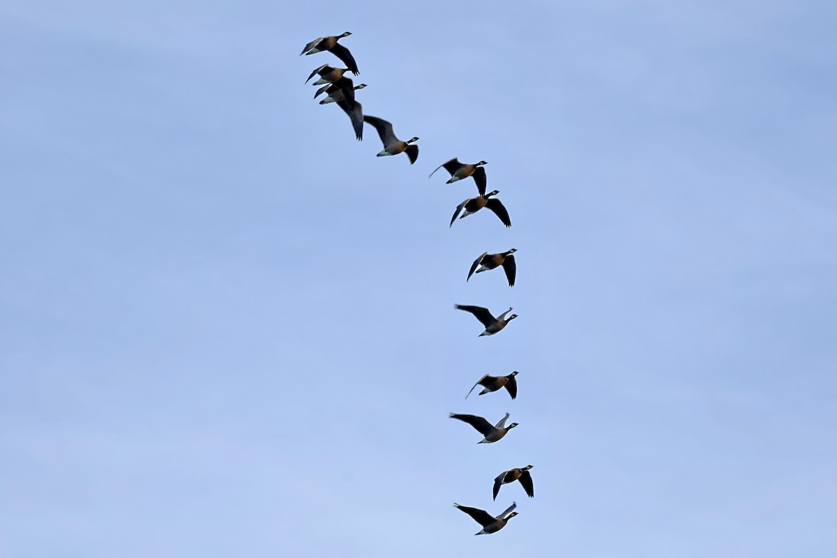 Bernache de Hutchins - ML647872737