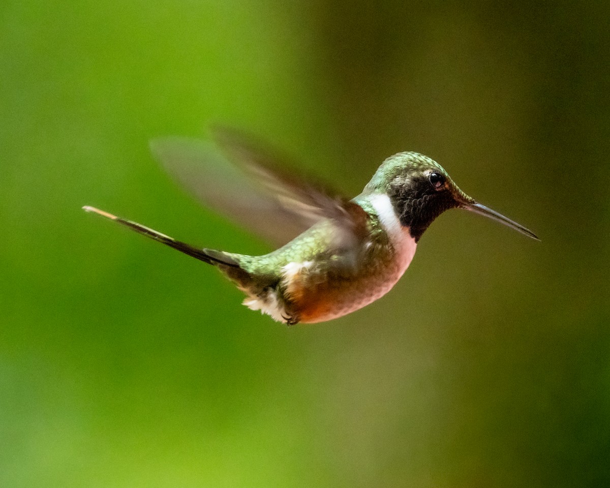 Colibri magenta - ML647872738