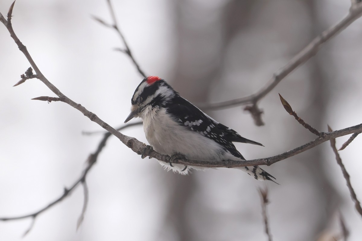 Pic mineur - ML647872739