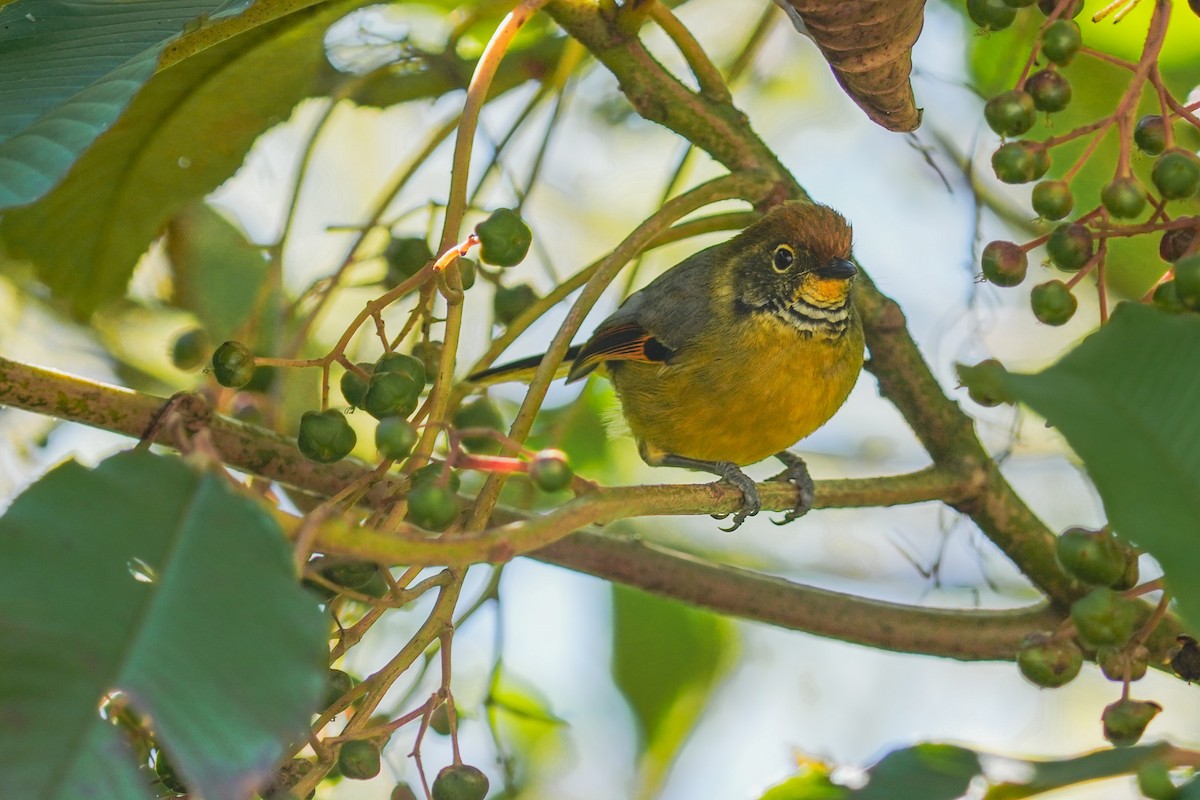Actinodure à gorge striée - ML647872741