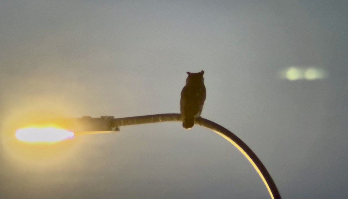 Grand-duc d'Amérique - ML647872742