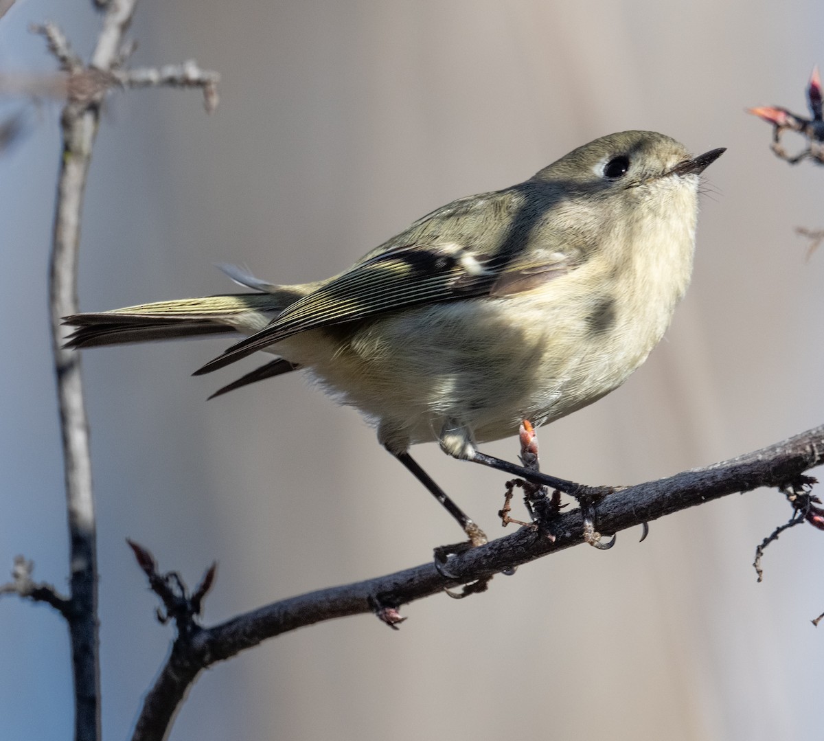 Roitelet à couronne rubis - ML647872743