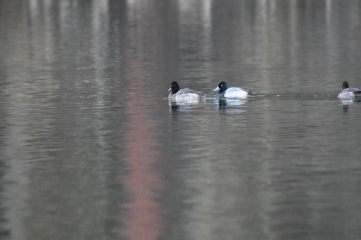 Petit Fuligule - ML647872744