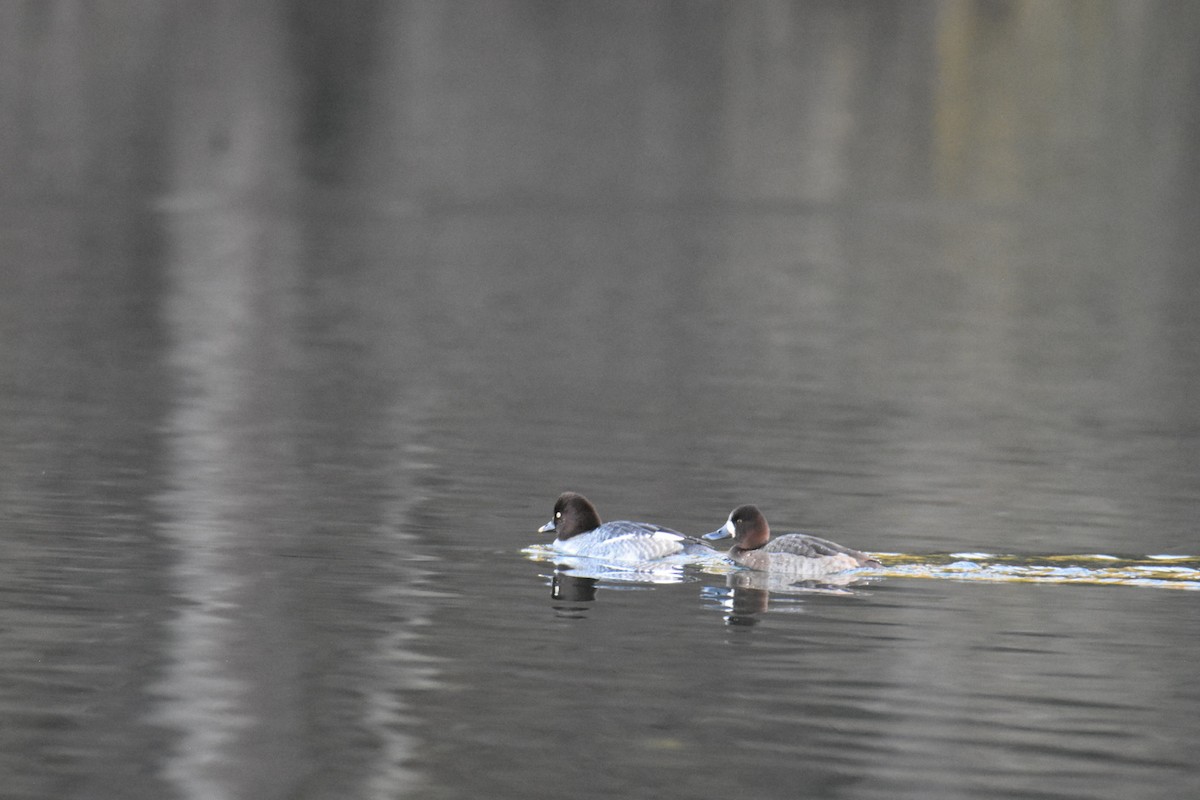 Petit Fuligule - ML647872745