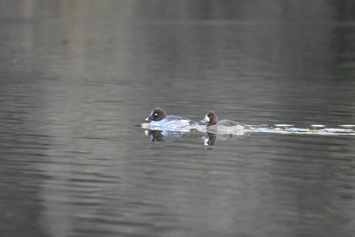 Petit Fuligule - ML647872746