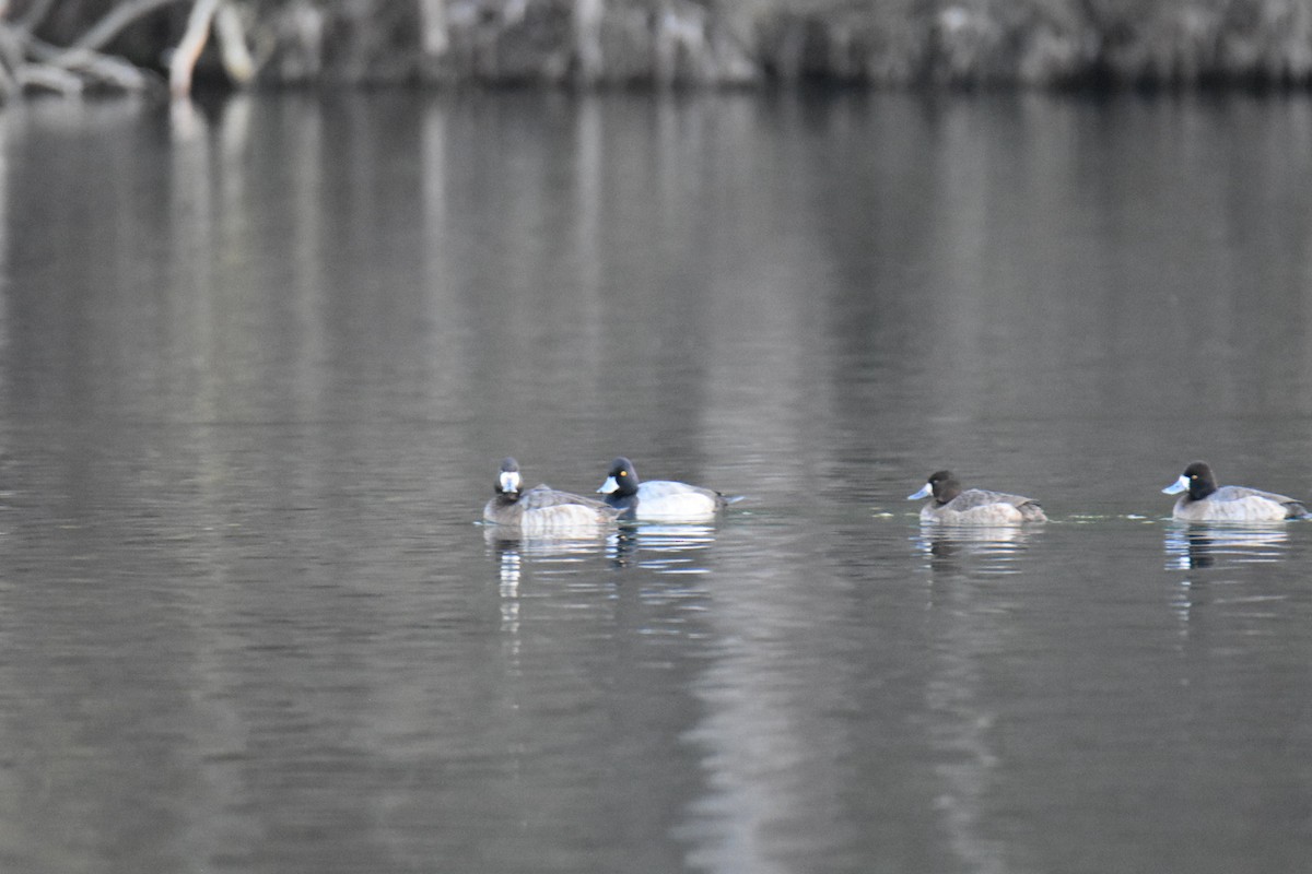 Petit Fuligule - ML647872747