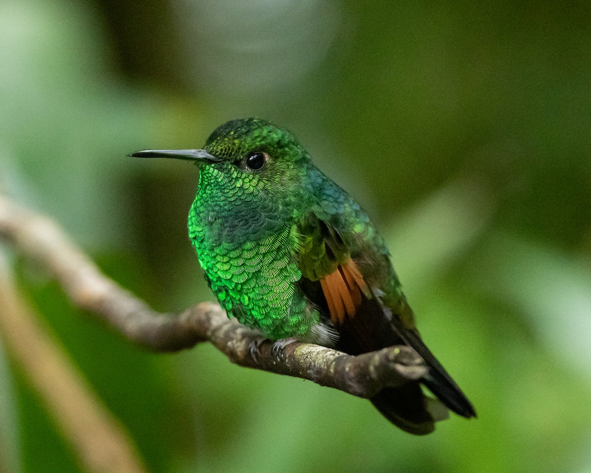 Colibri à épaulettes - ML647872748