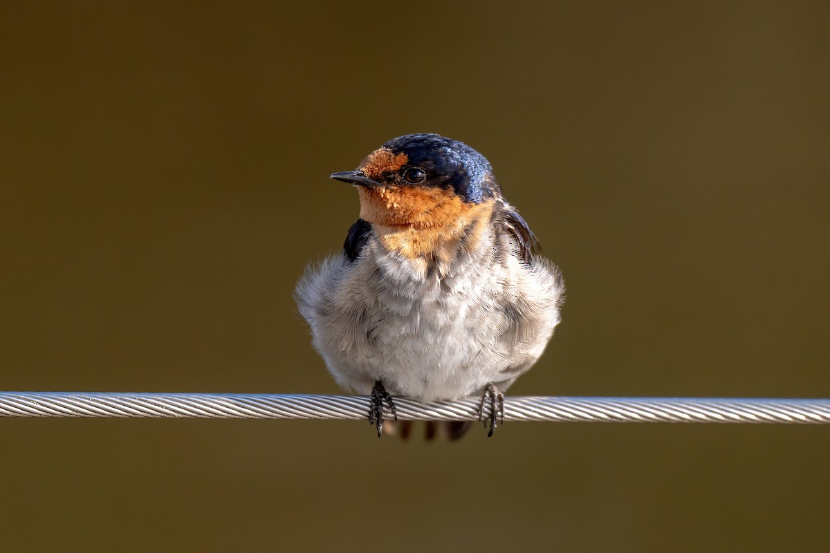 Hirondelle messagère - ML647872749