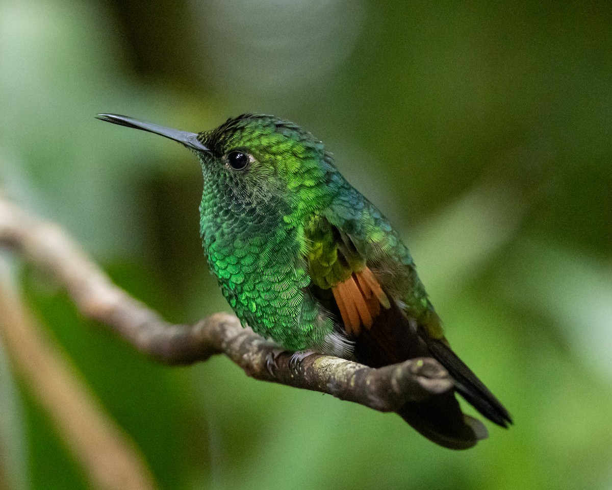 Colibri à épaulettes - ML647872752