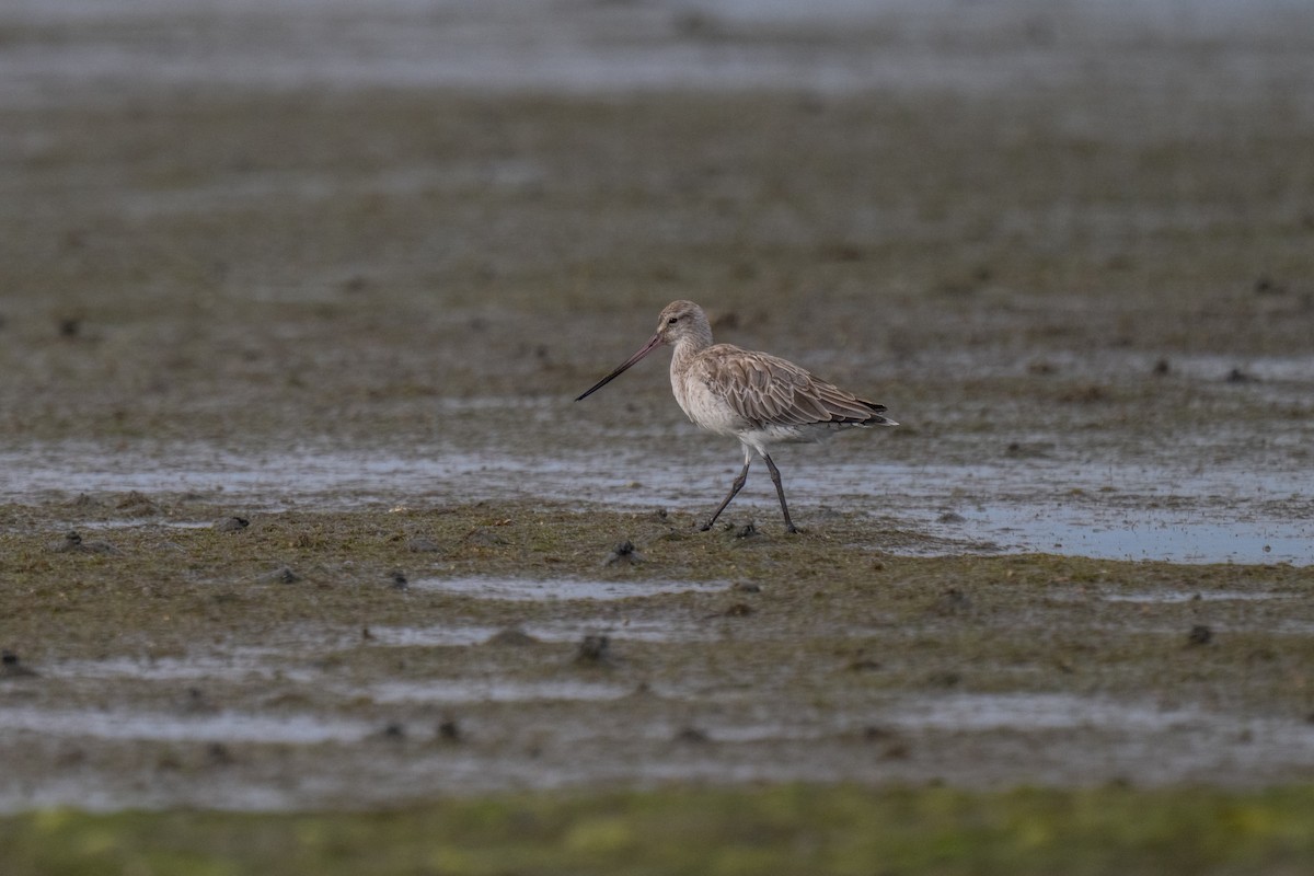 Barge rousse - ML647872753