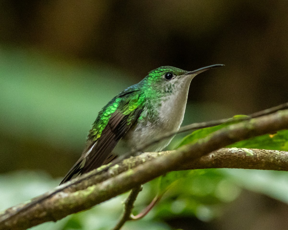 Colibri à tête cuivrée - ML647872755