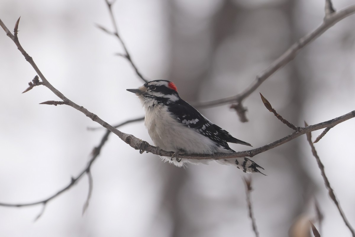 Pic mineur - ML647872756