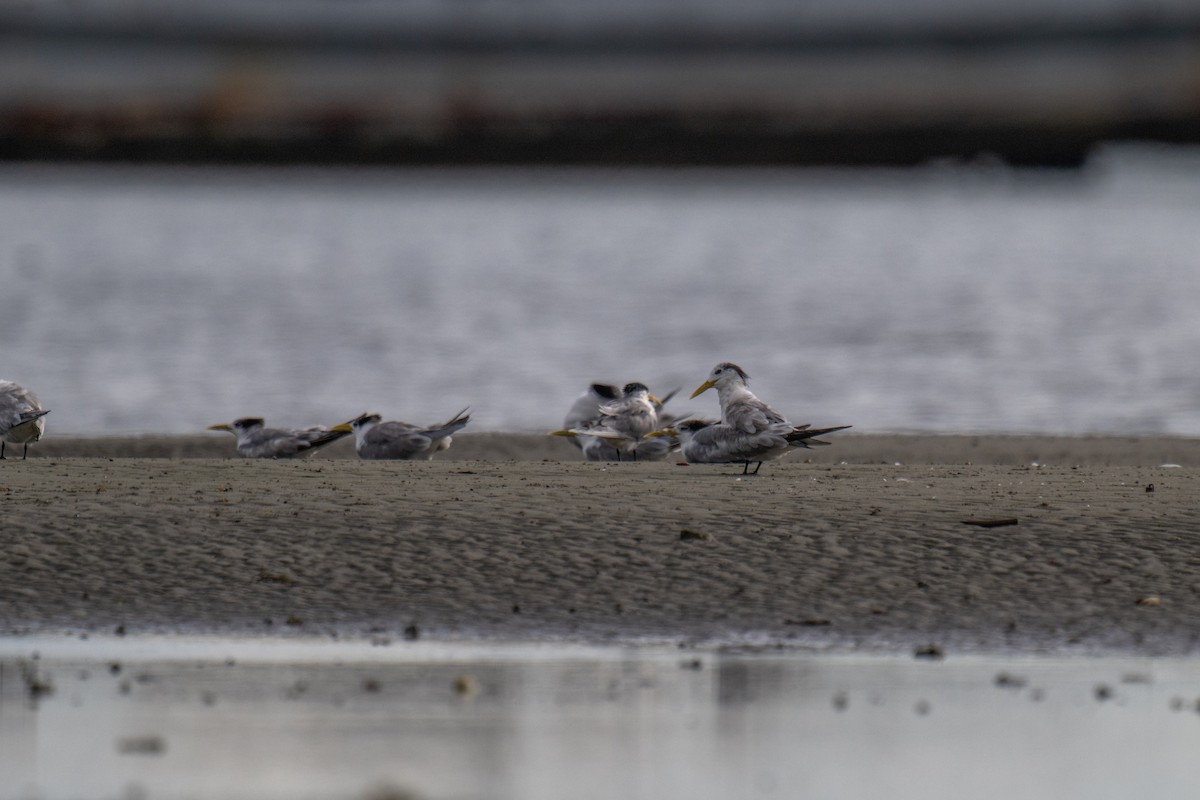 Sterne huppée - ML647872757