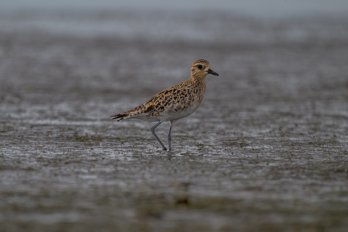 Pluvier fauve - ML647872758