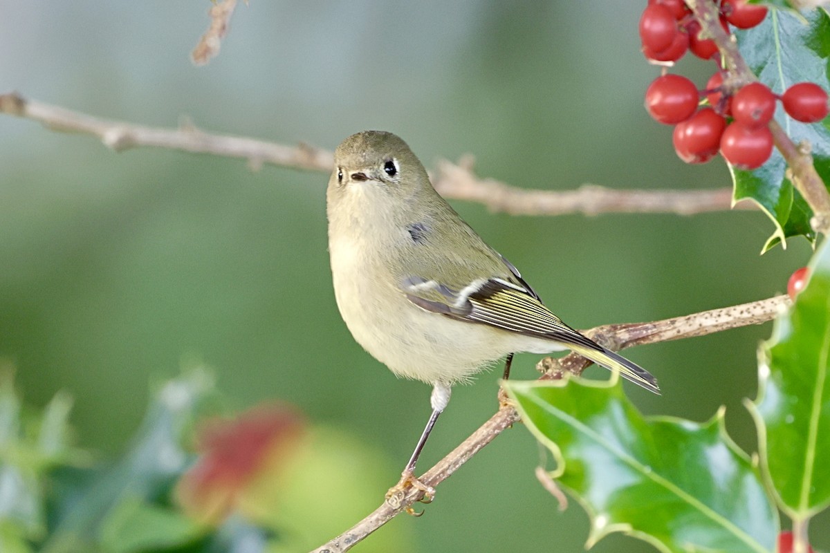 Roitelet à couronne rubis - ML647872759