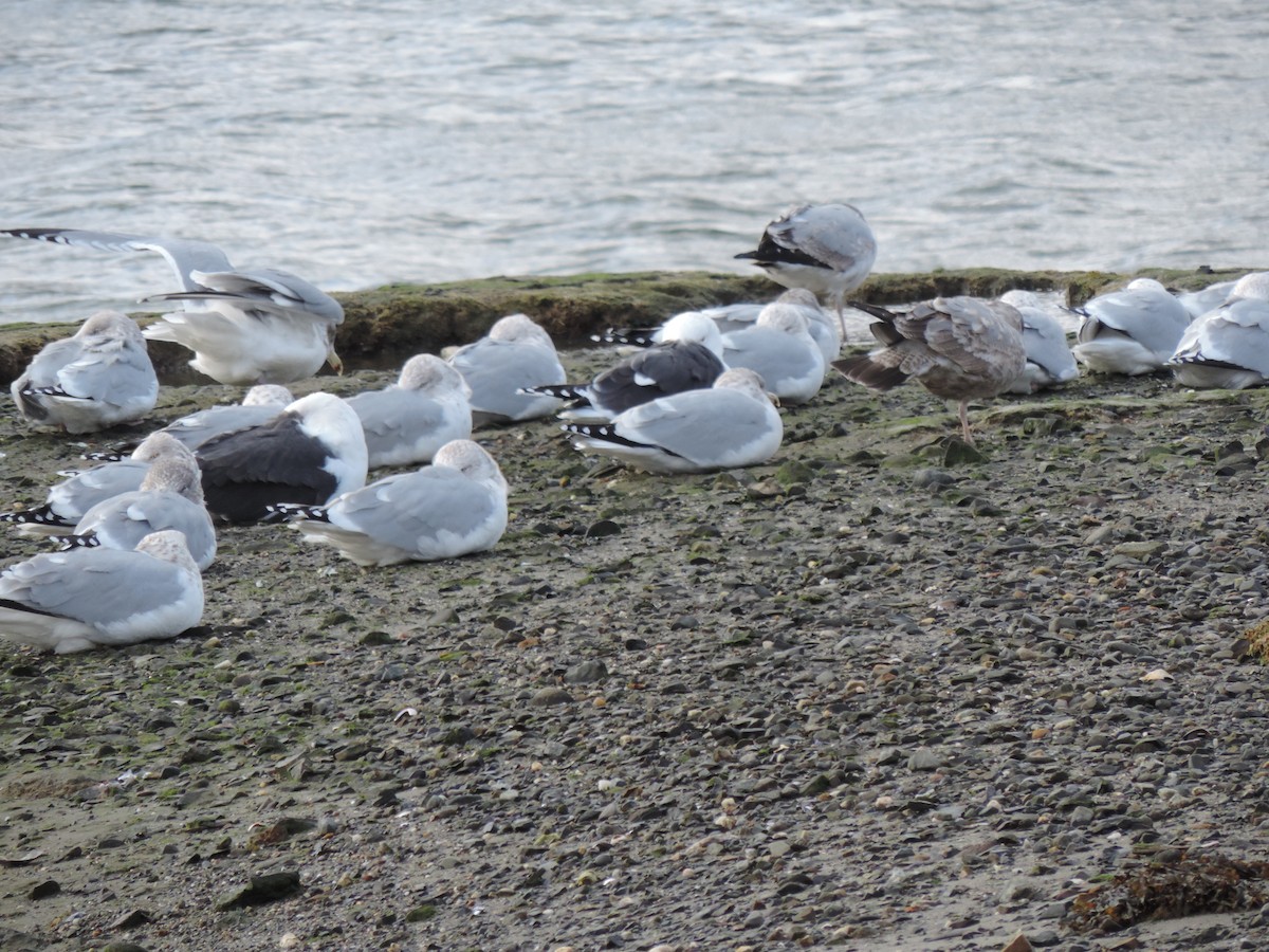 American Herring Gull - ML647872761