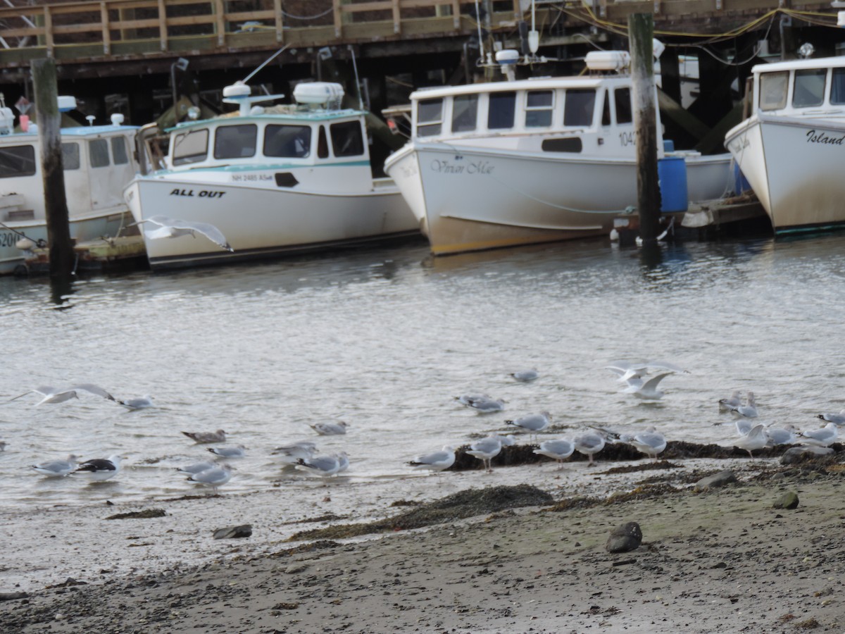 American Herring Gull - ML647872762