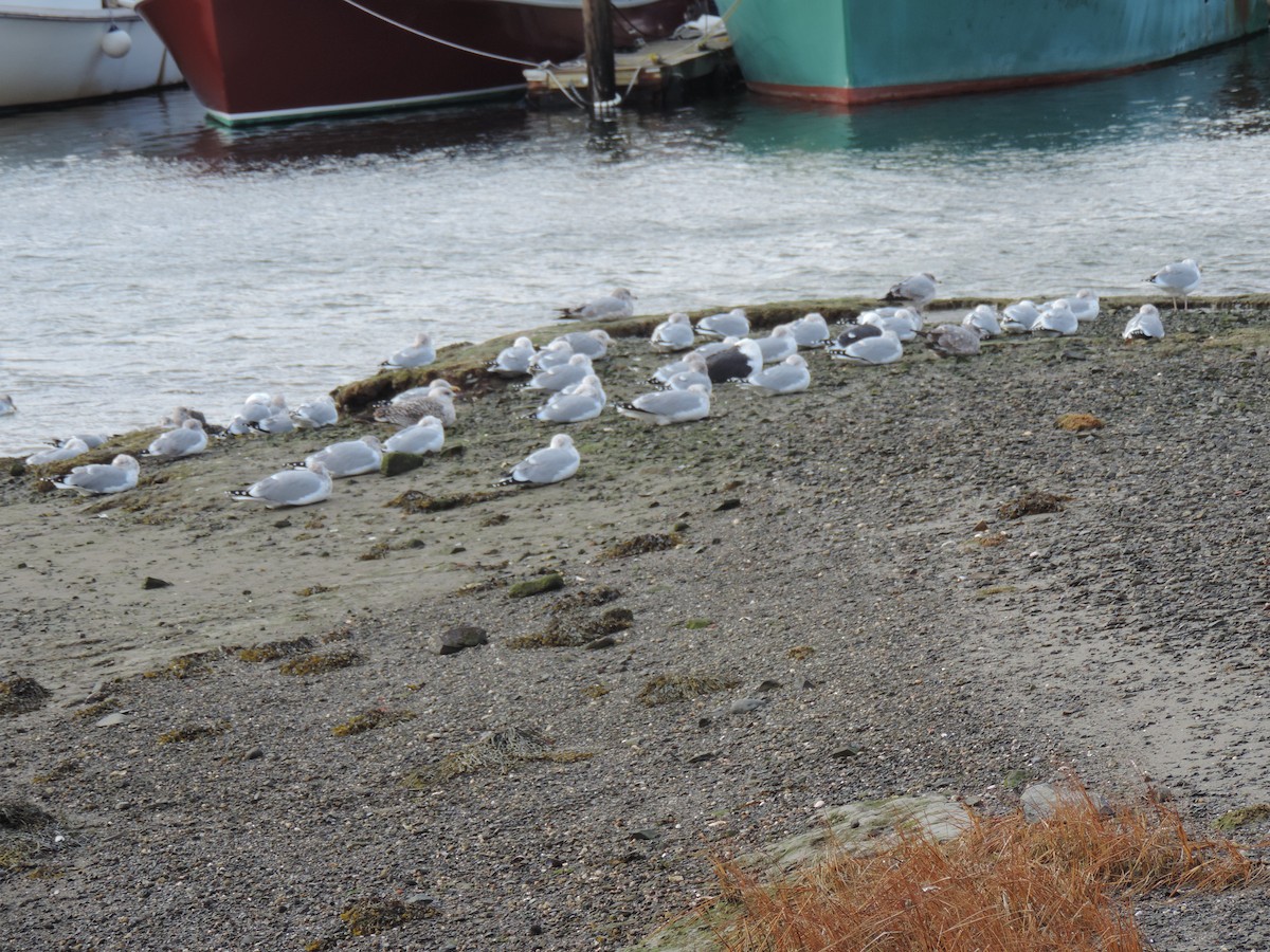 American Herring Gull - ML647872763
