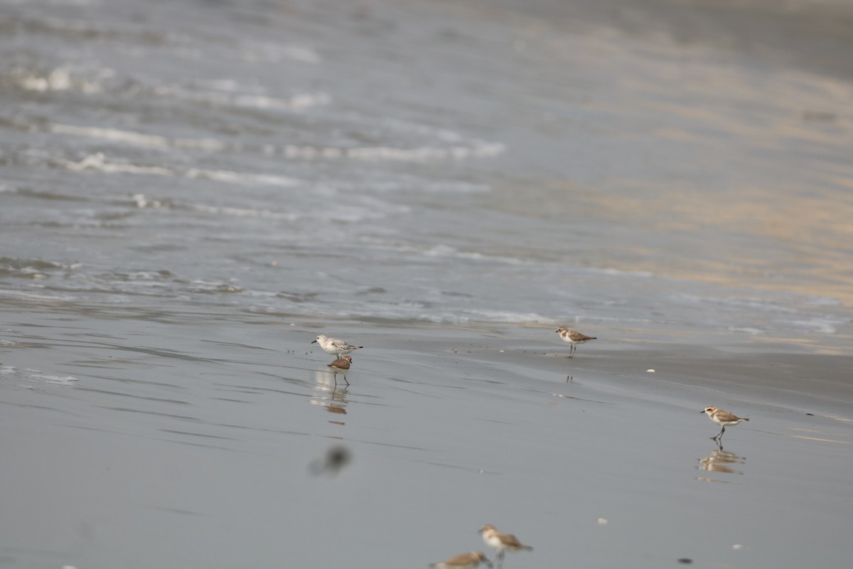 Песчанка - ML647872791