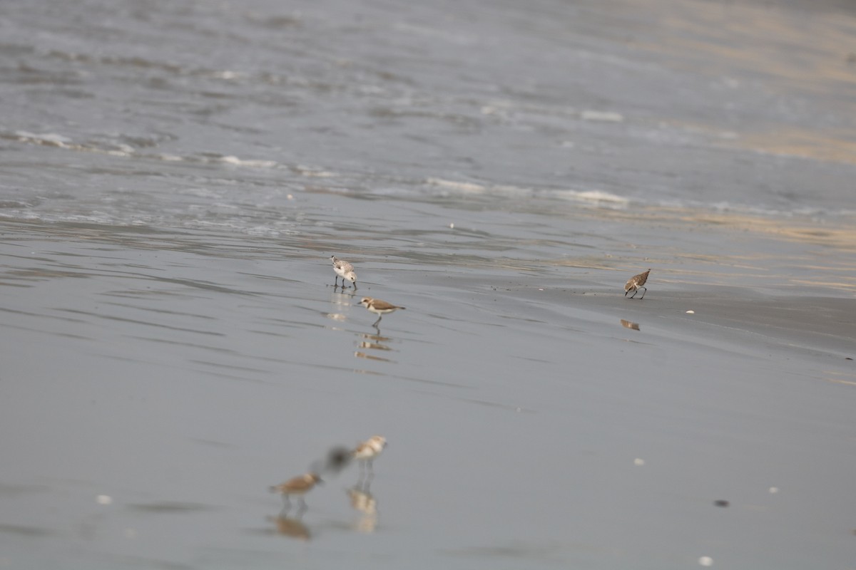 Песчанка - ML647872792