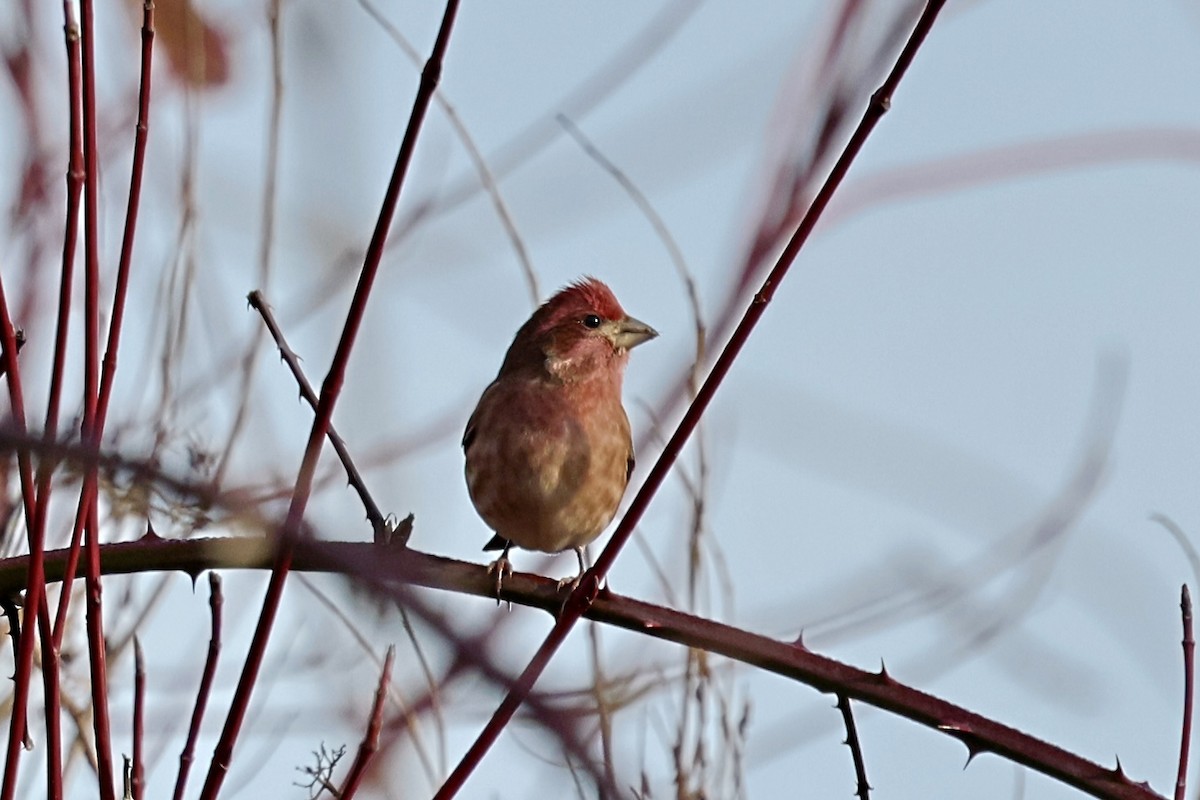 purpurfink - ML647872856