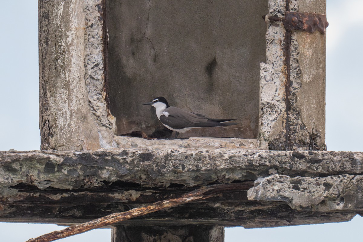 שחפית רסן - ML647872860