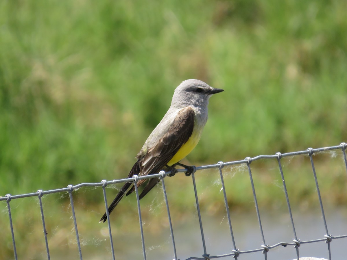 Tyran de l'Ouest - ML647872903