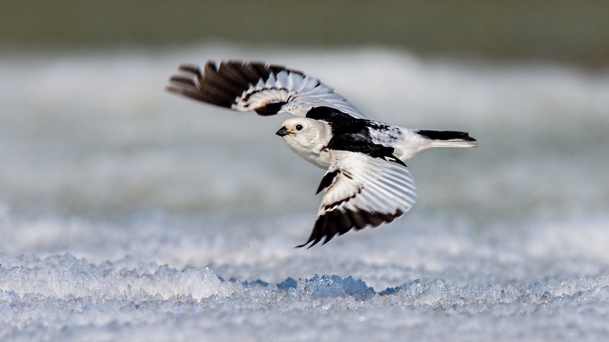 Snow Bunting - ML64787291