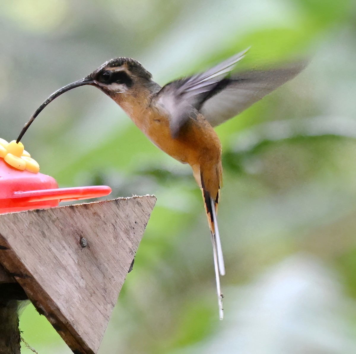 Ermite à ventre fauve - ML647872953