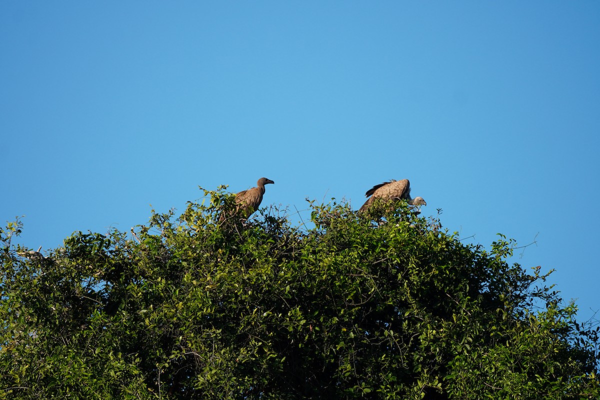 White-backed Vulture - ML647872958