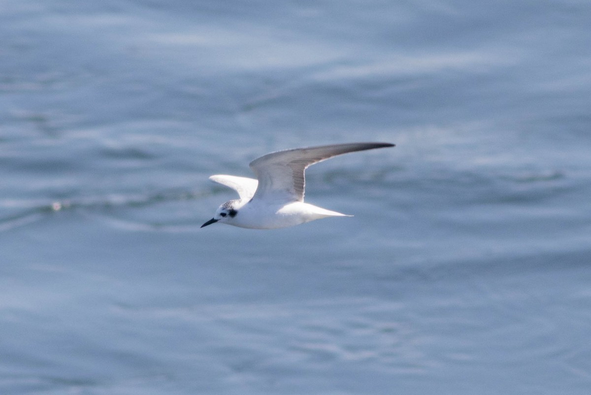 White-winged Tern - ML647872963