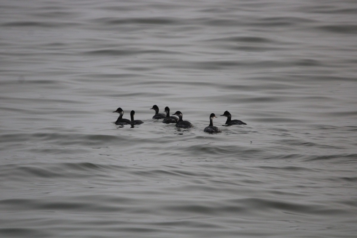 Eared Grebe - ML647872972