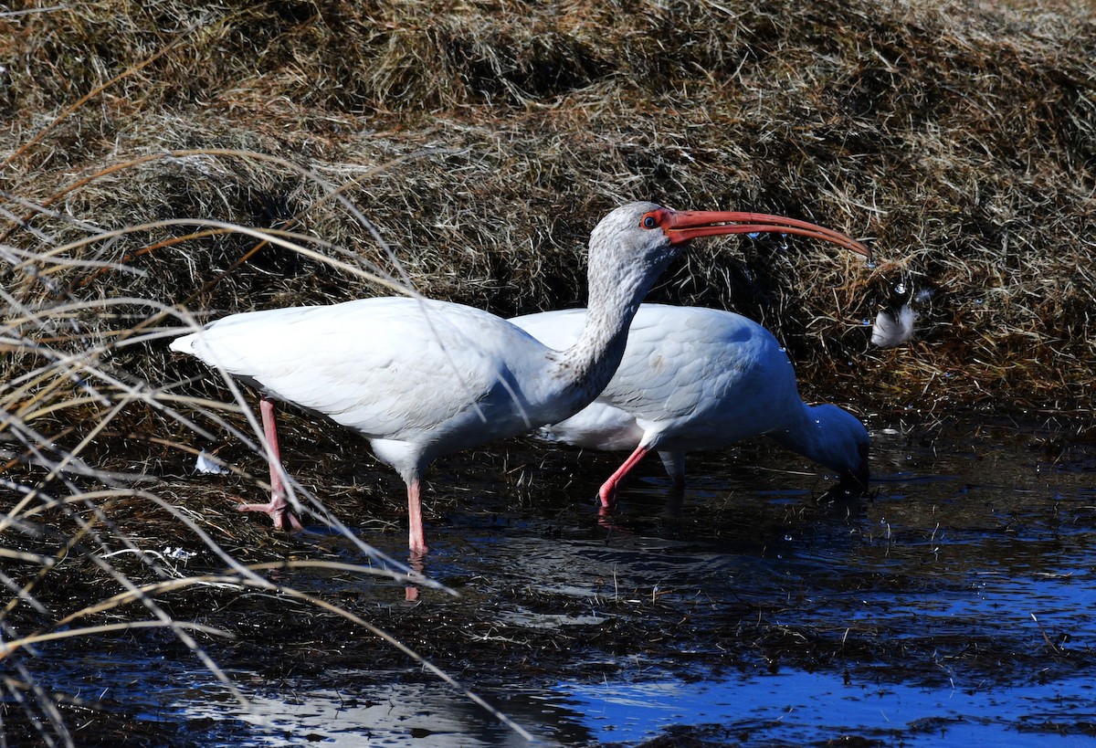 White Ibis - ML647872974