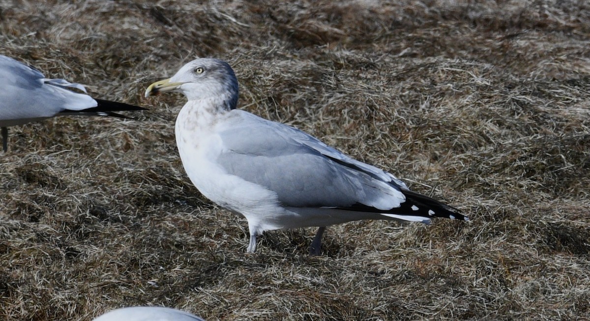 American Herring Gull - ML647872983