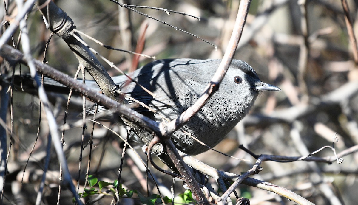 Moqueur chat - ML647872984